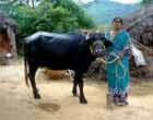 Livelihood for rural women