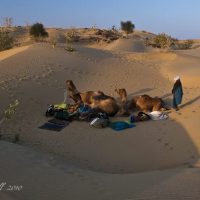 camel-safari-camp-Bikaner rajasthan 