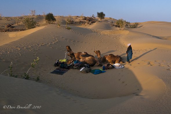 camel-safari-camp-Bikaner rajasthan